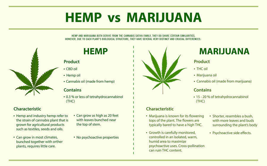 Hemp vs. Marijuana: What's the Difference?