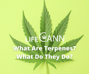 medical marijuana terpenes