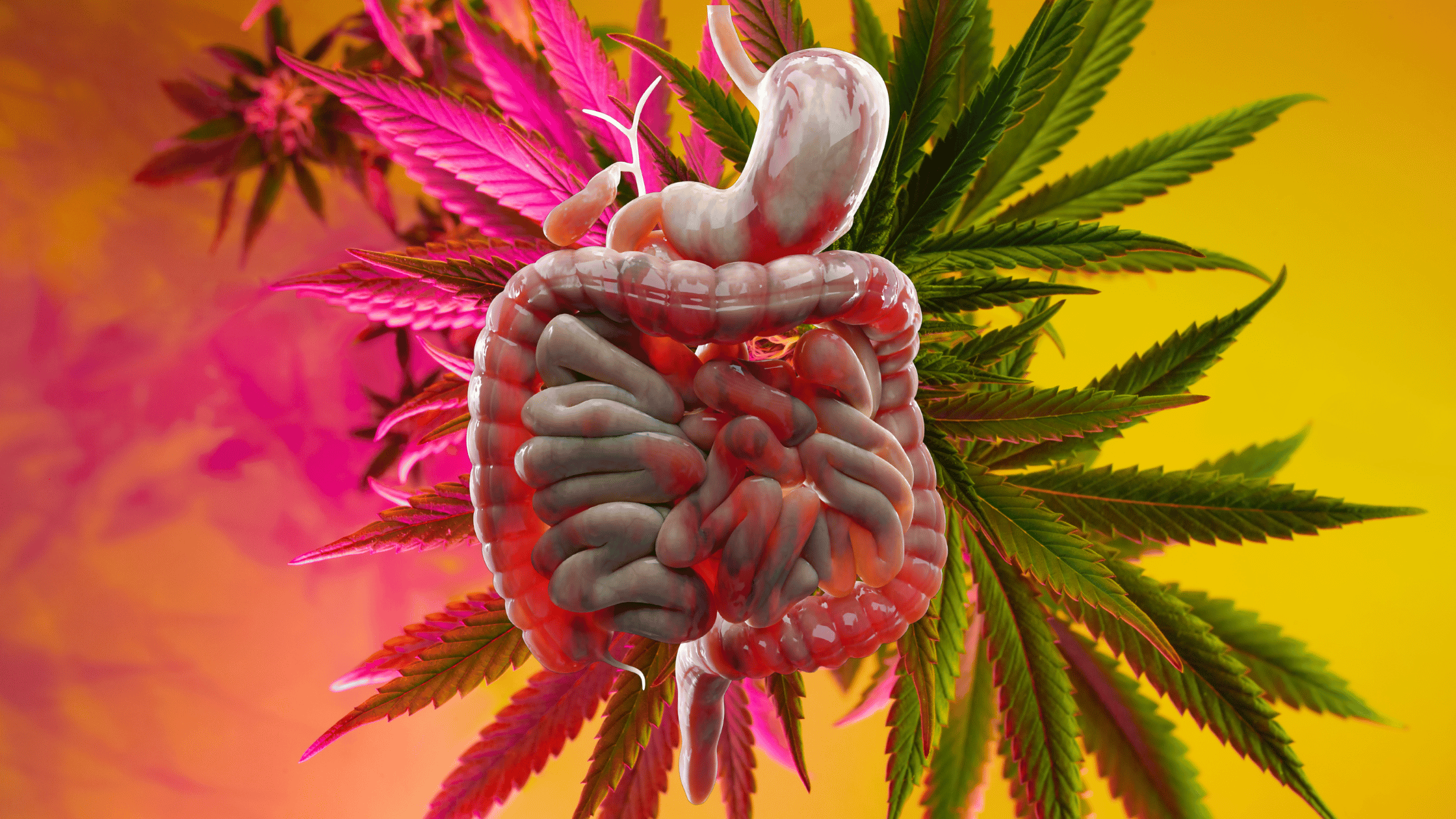 Marijuana and Crohns Disease