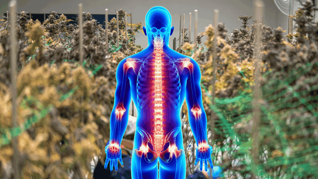 Pain Management and Cannabis